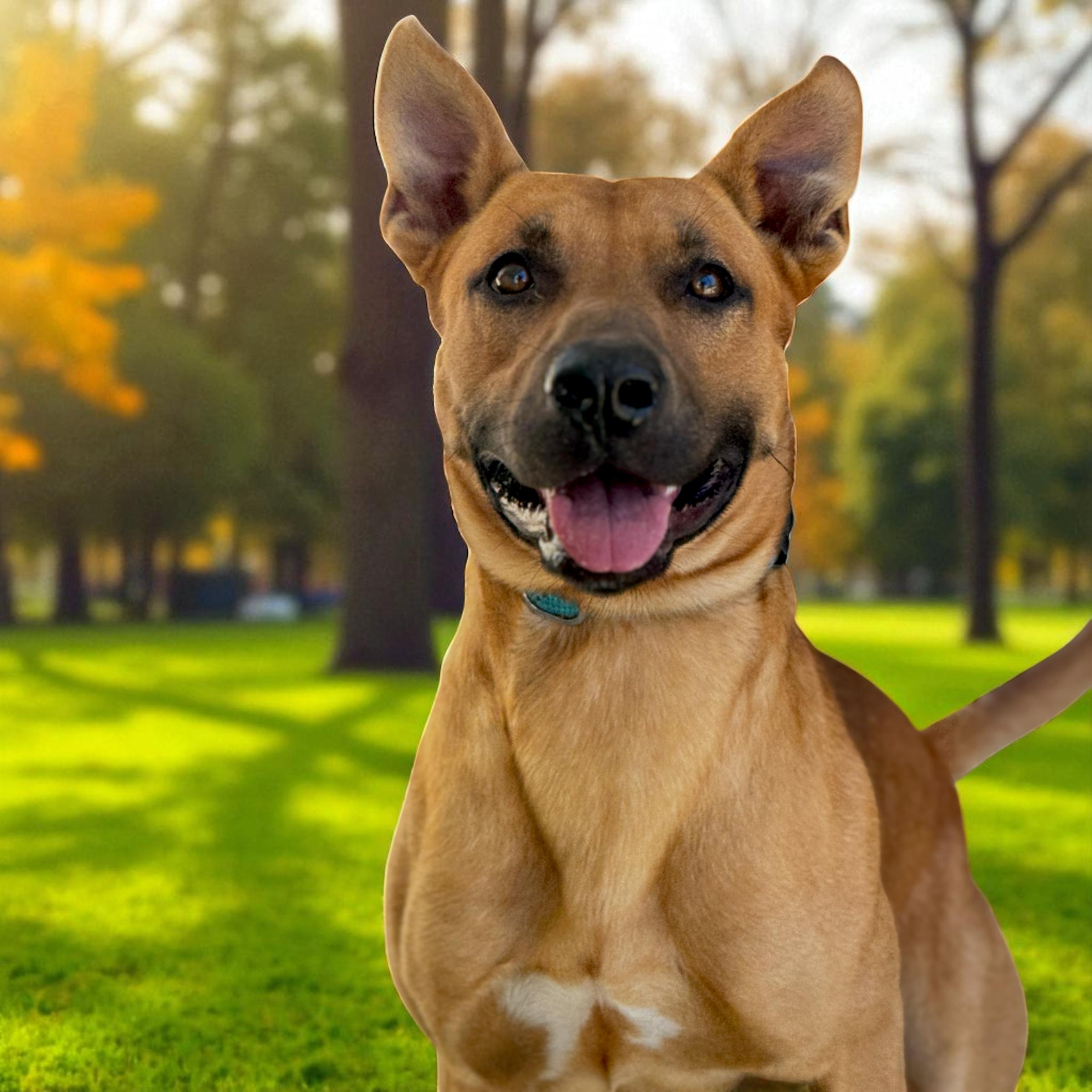 Enlarge River, a Adoptable mixed breed in Troy, AL image 3/5