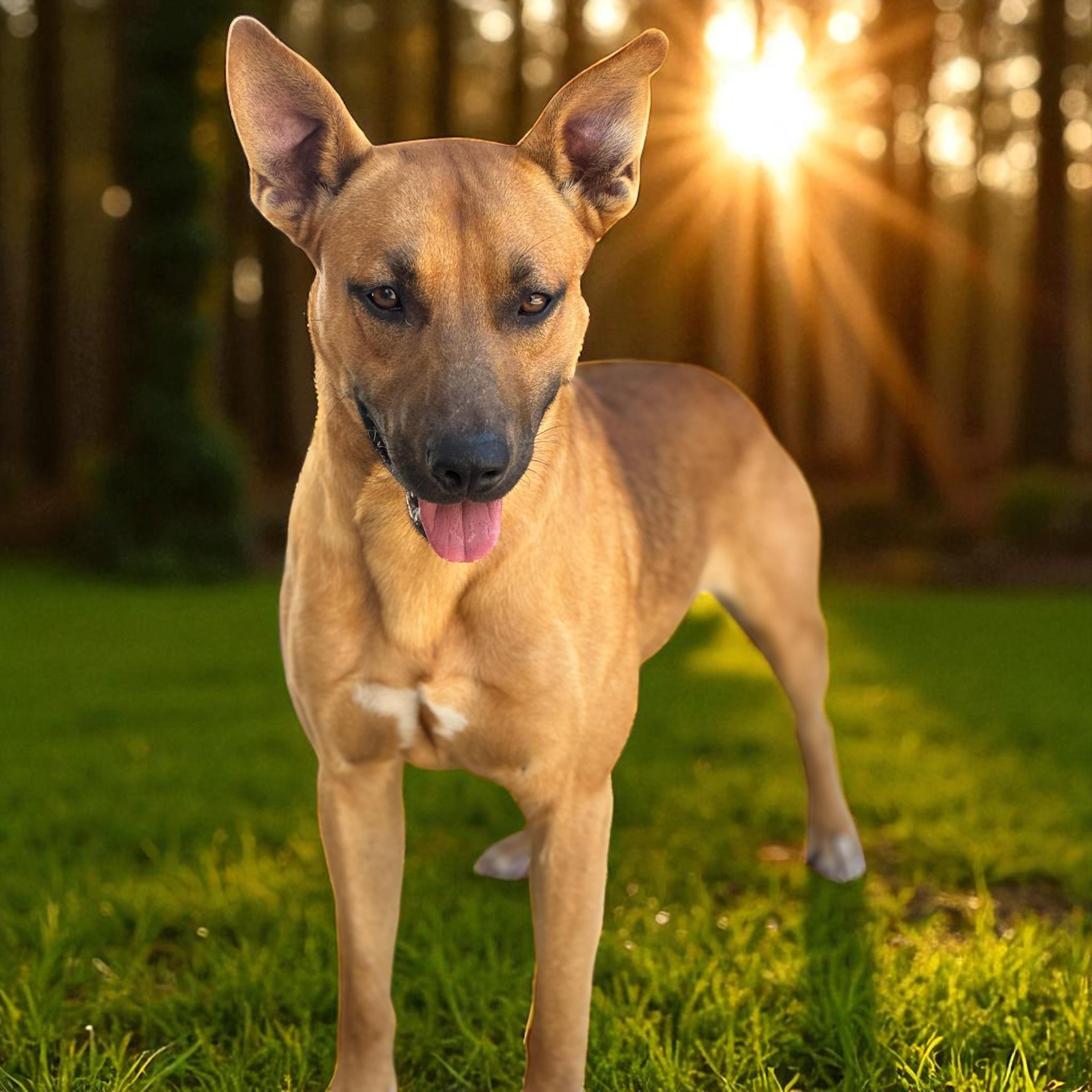 Enlarge River, a Adoptable mixed breed in Troy, AL image 4/5