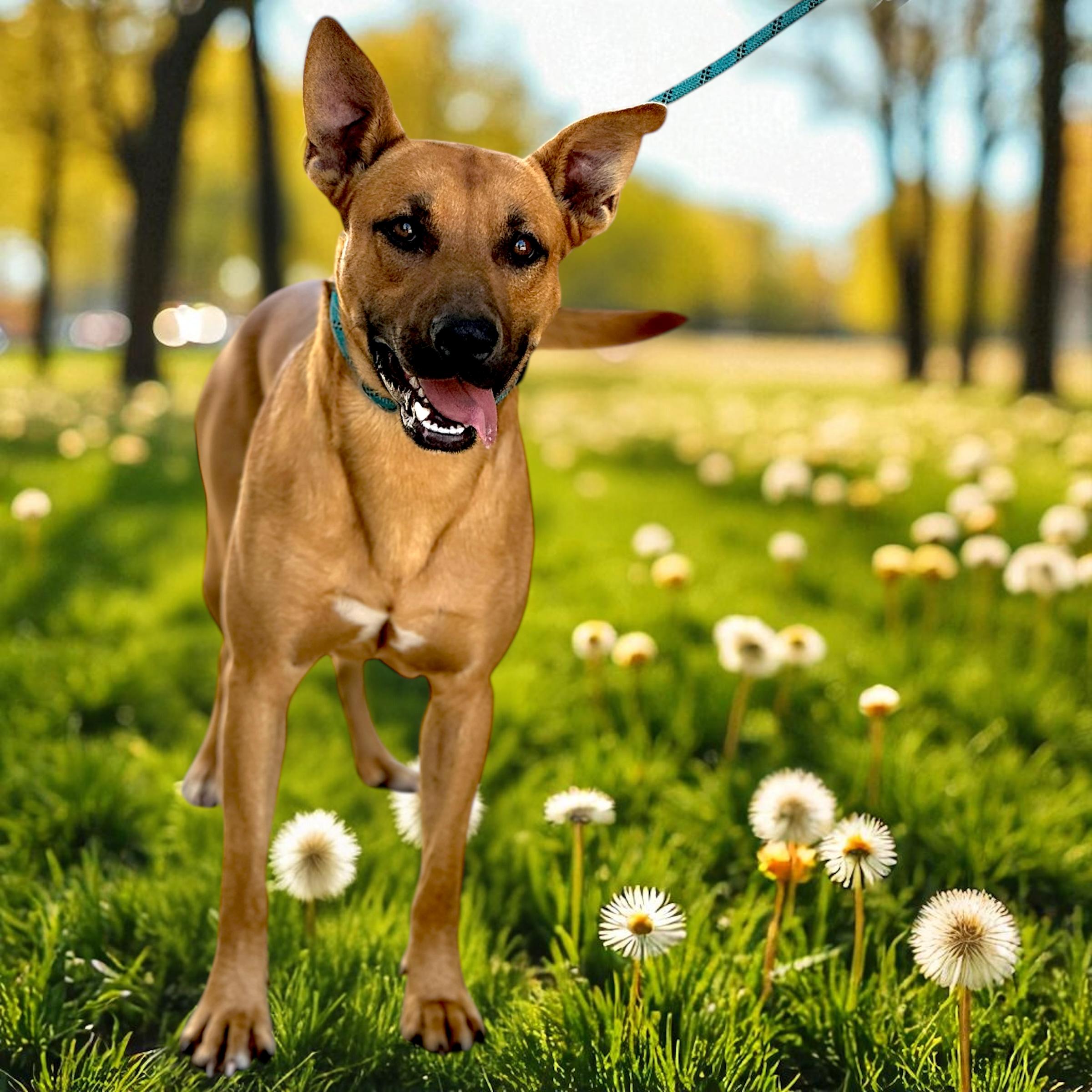 Enlarge River, a Adoptable mixed breed in Troy, AL image 5/5