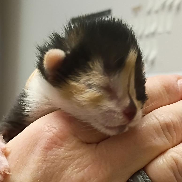 Enlarge Lieutenant (Luffy), a Adoptable mixed breed in Commerce City, CO image 1/6