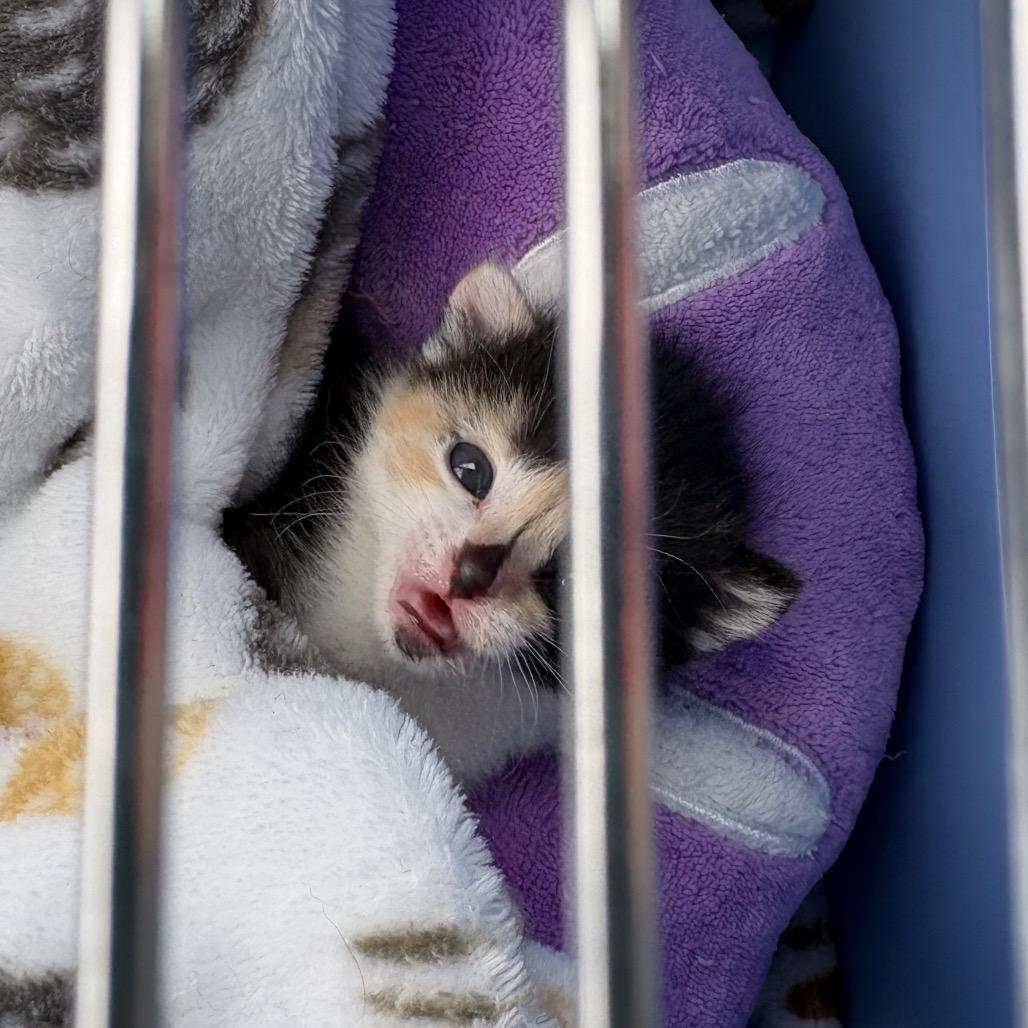 Enlarge Lieutenant (Luffy), a Adoptable mixed breed in Commerce City, CO image 2/6
