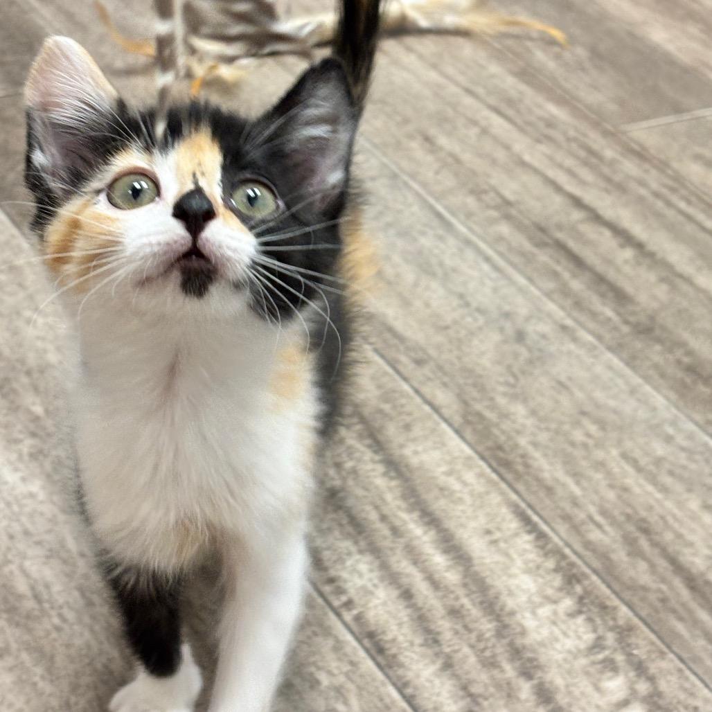 Enlarge Lieutenant (Luffy), a Adoptable mixed breed in Commerce City, CO image 6/6