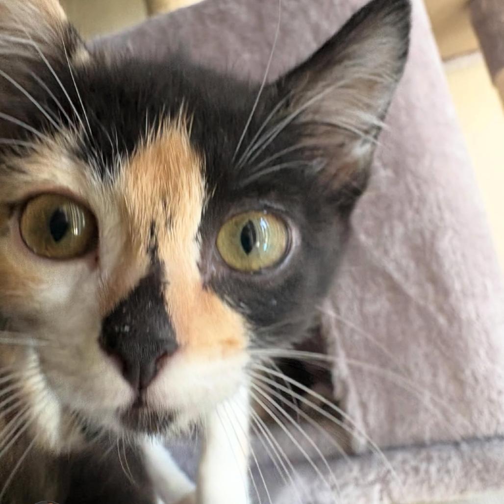 Lieutenant (Luffy), Adoptable, Kitten Female Domestic Short Hair & Domestic Short Hair.