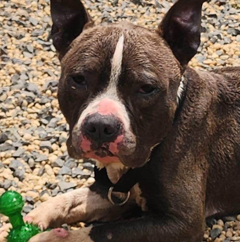 Diesel-Urgent Hospice Foster Needed, a Adoptable mixed breed in Egg Harbor City, NJ image 3/4