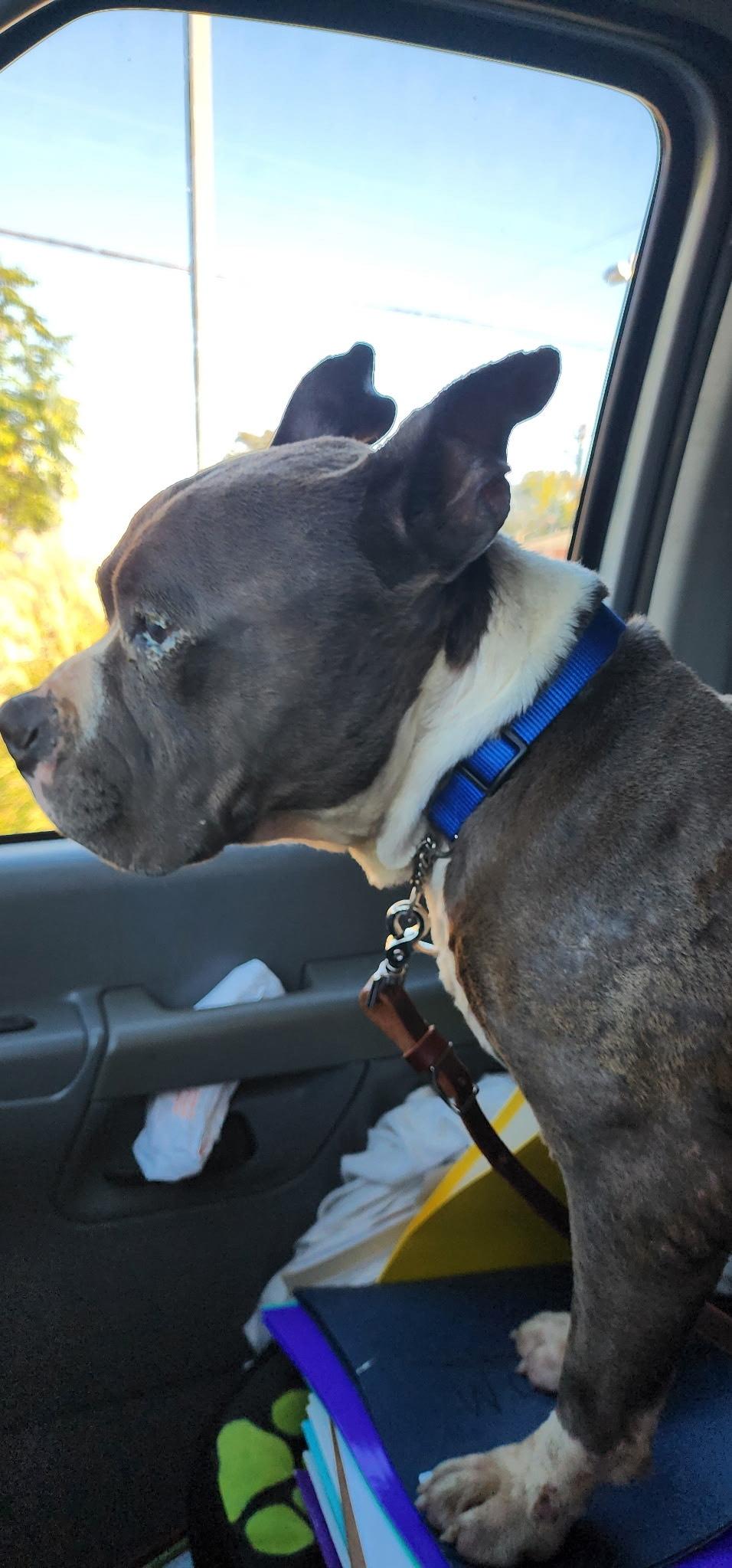 Diesel-Urgent Hospice Foster Needed, Adoptable, Adult Male American Bulldog & American Bully.