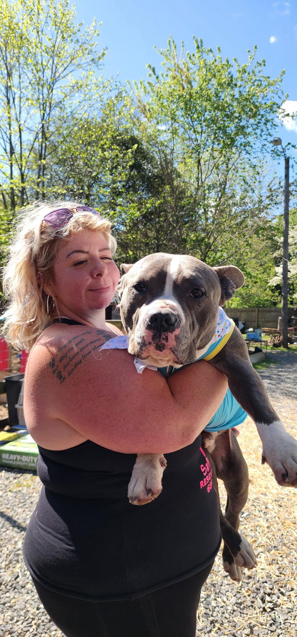Diesel-Urgent Hospice Foster Needed, Adoptable, Adult Male American Bulldog & American Bully.