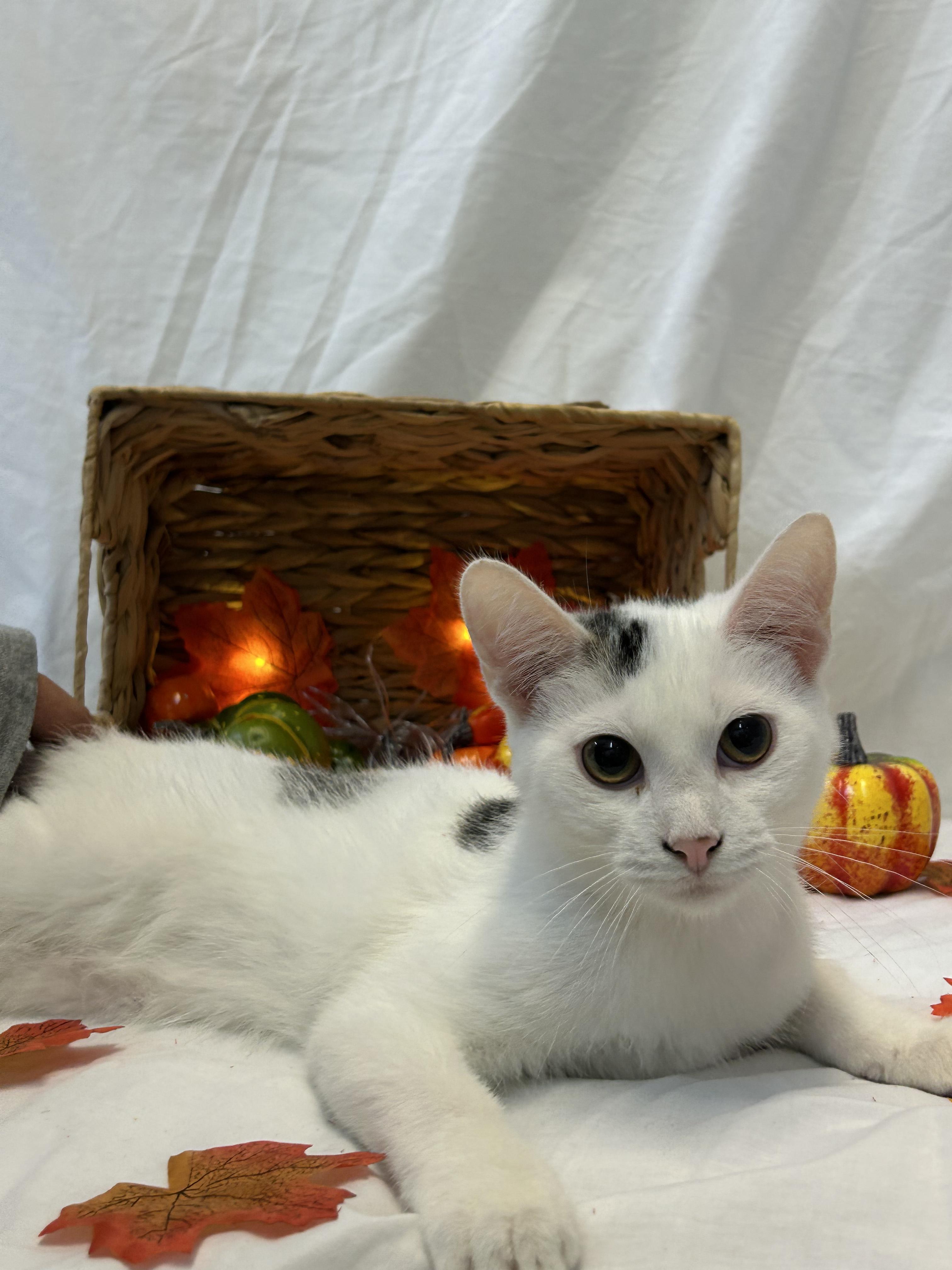 Mathieu, Adoptable, Kitten Male Domestic Short Hair.