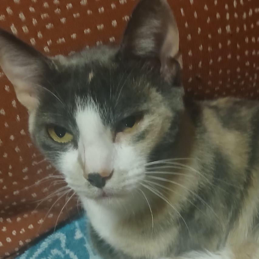 Enlarge Mitsey F-21594, a Adoptable Domestic Short Hair in Oklahoma City, OK image 1/3