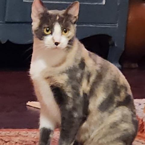 Enlarge Mitsey F-21594, a Adoptable Domestic Short Hair in Oklahoma City, OK image 2/3