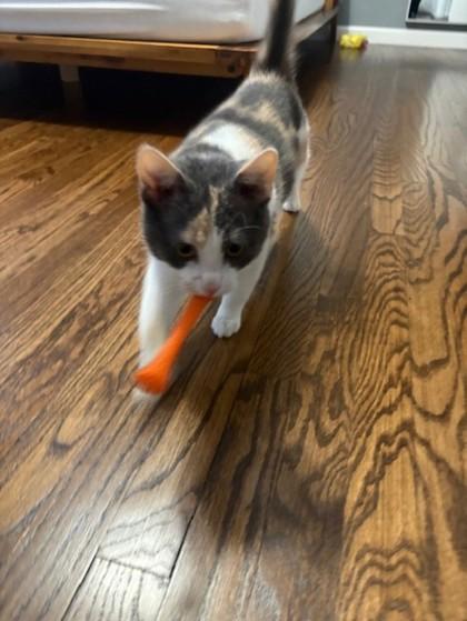 Moxi, a Adoptable Domestic Short Hair in Ann Arbor, MI image 1/3