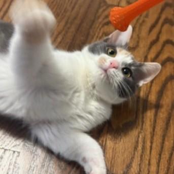 Moxi, Adoptable, Kitten Female Domestic Short Hair & Domestic Short Hair.