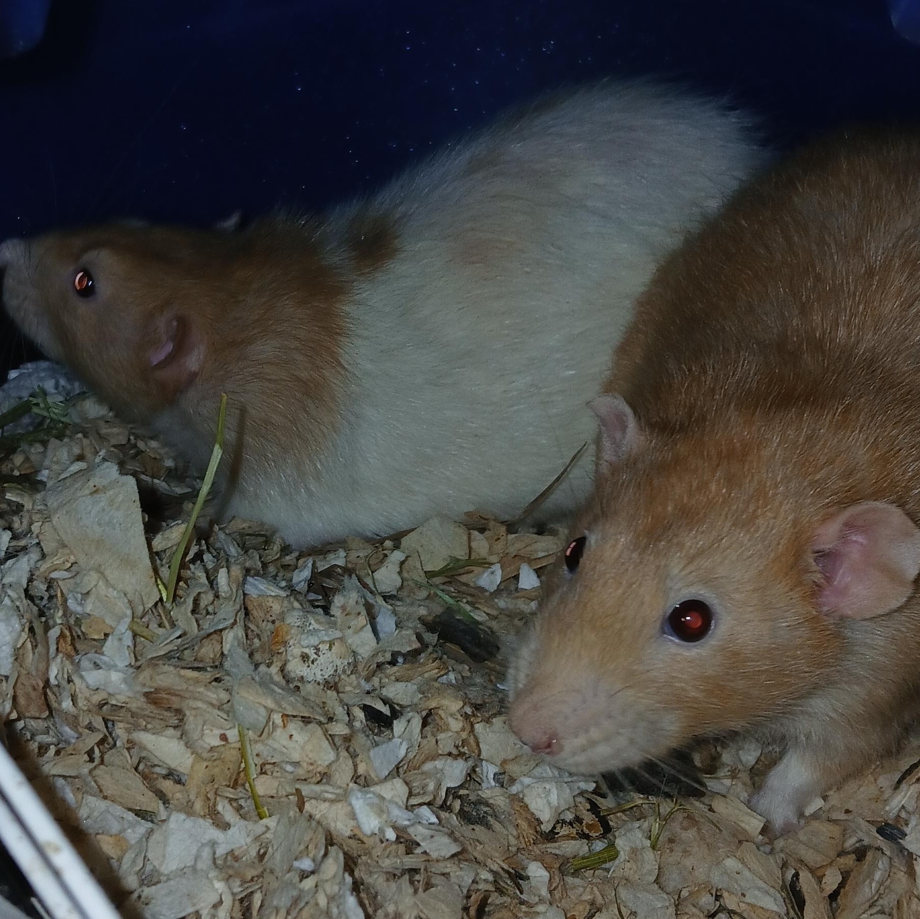 Hawkeye and Radar, a ADOPTABLE Rat in Dearborn, MO image 5/6