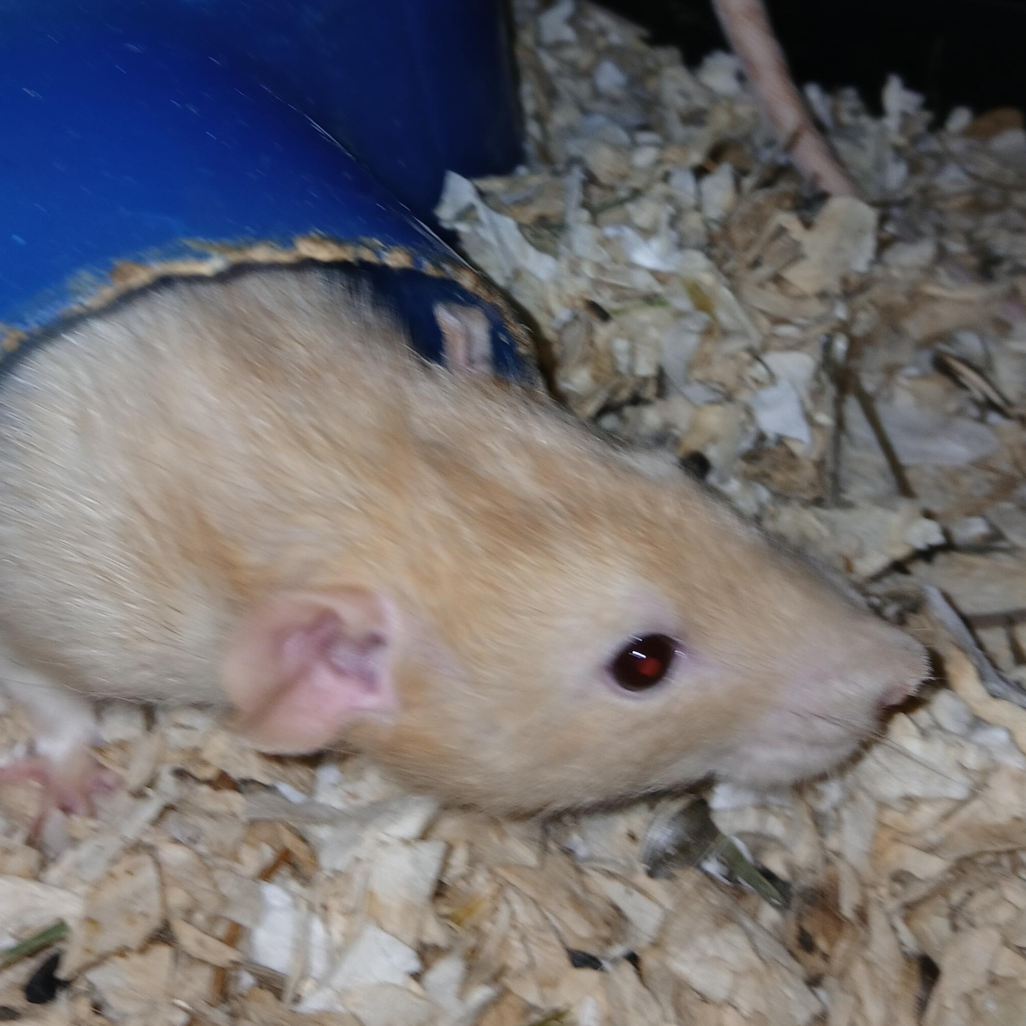 Hawkeye and Radar, a ADOPTABLE Rat in Dearborn, MO image 6/6