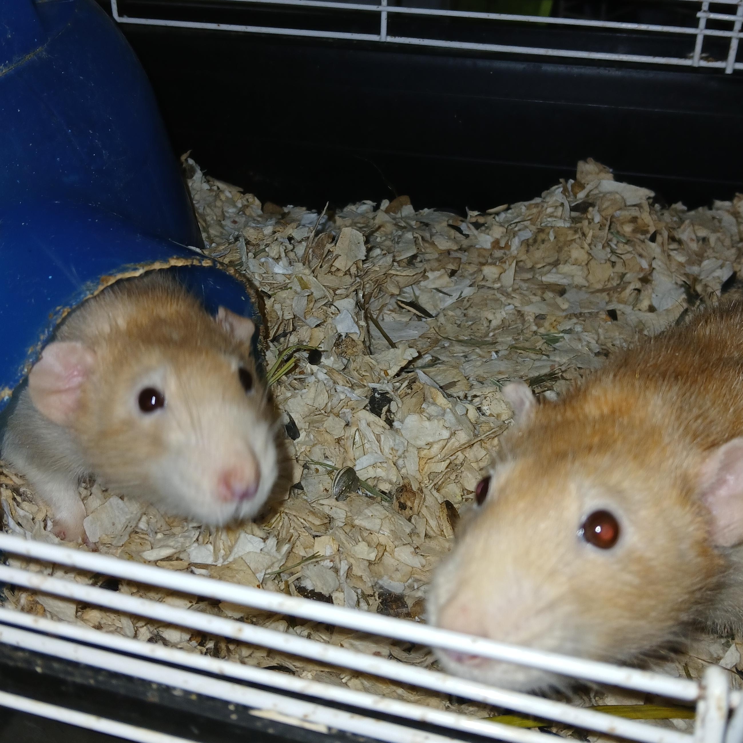 Hawkeye and Radar, a ADOPTABLE Rat in Dearborn, MO image 1/6