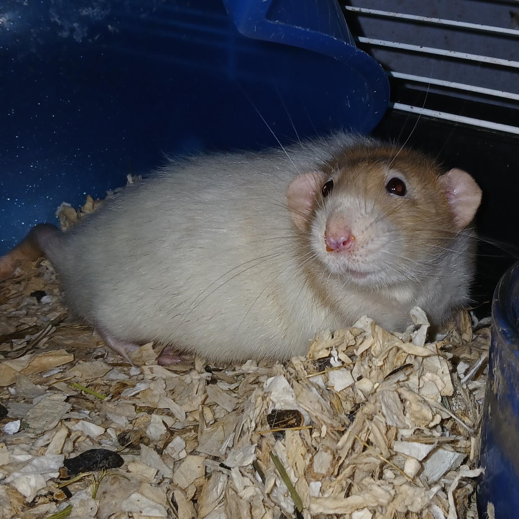 Hawkeye and Radar, a ADOPTABLE Rat in Dearborn, MO image 4/6