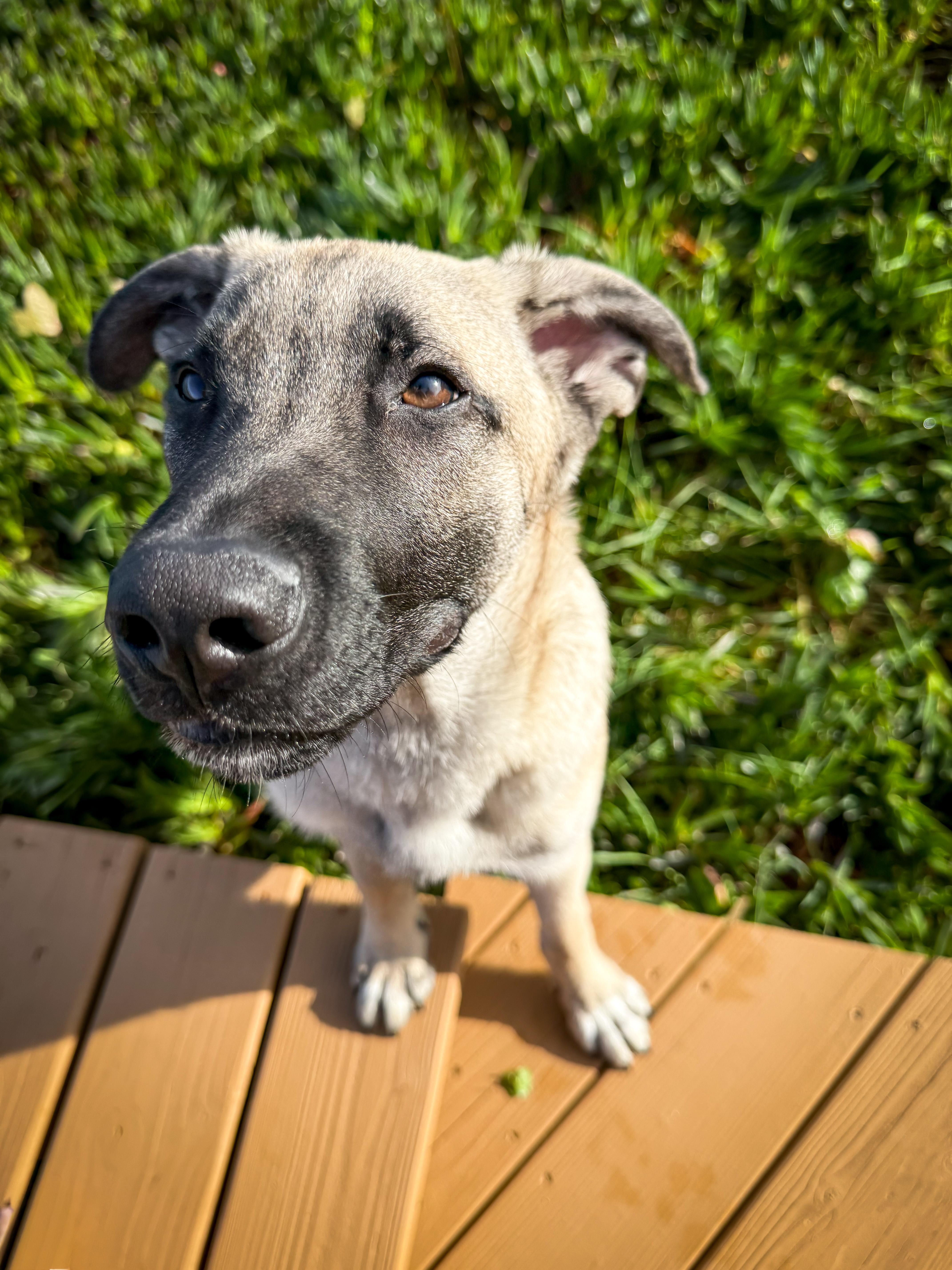 Enlarge Mo, a Adoptable mixed breed in Portland, OR image 3/6