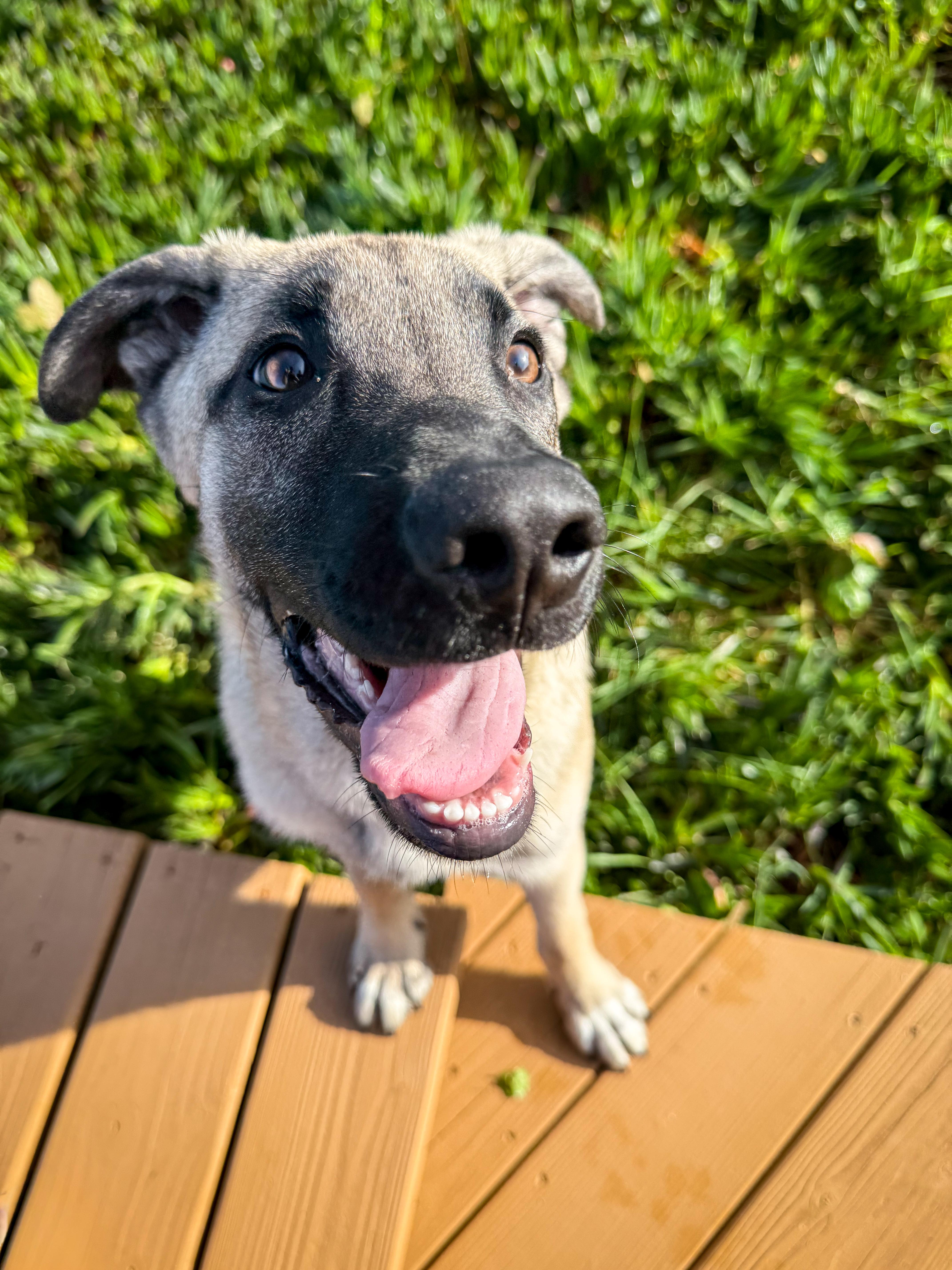 Mo, Adoptable, Puppy Male German Shepherd Dog.