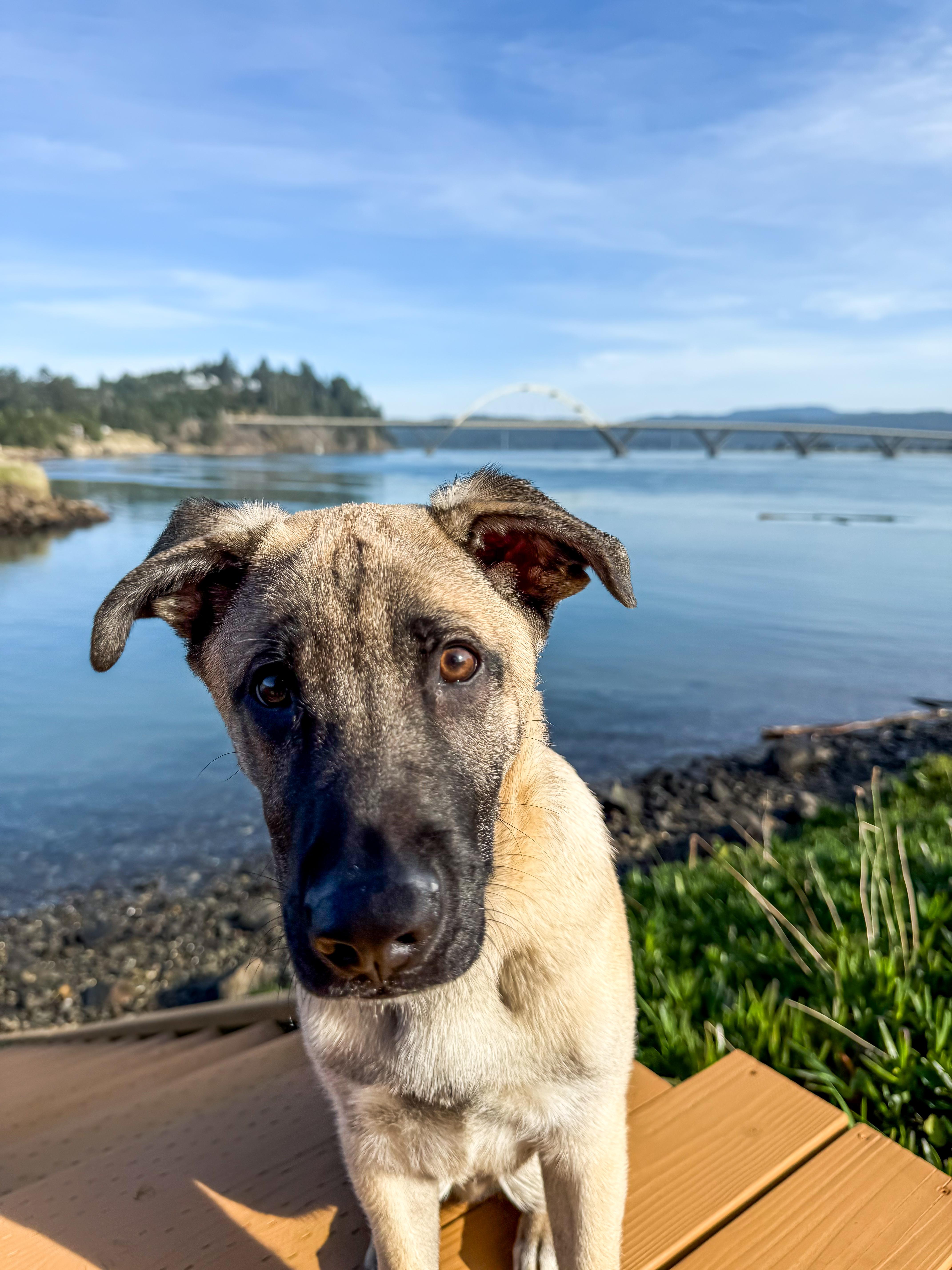 Enlarge Mo, a Adoptable mixed breed in Portland, OR image 2/6