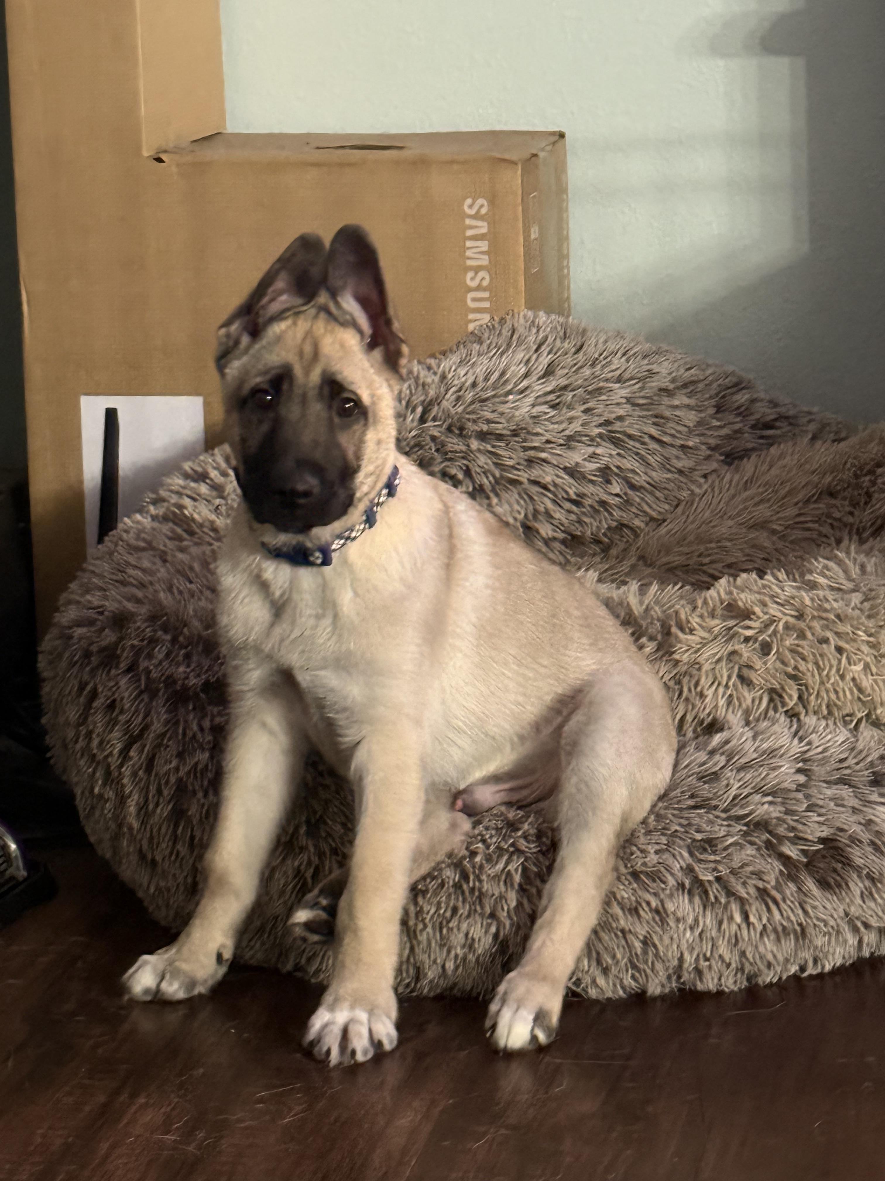 Enlarge Mo, a Adoptable mixed breed in Portland, OR image 5/6