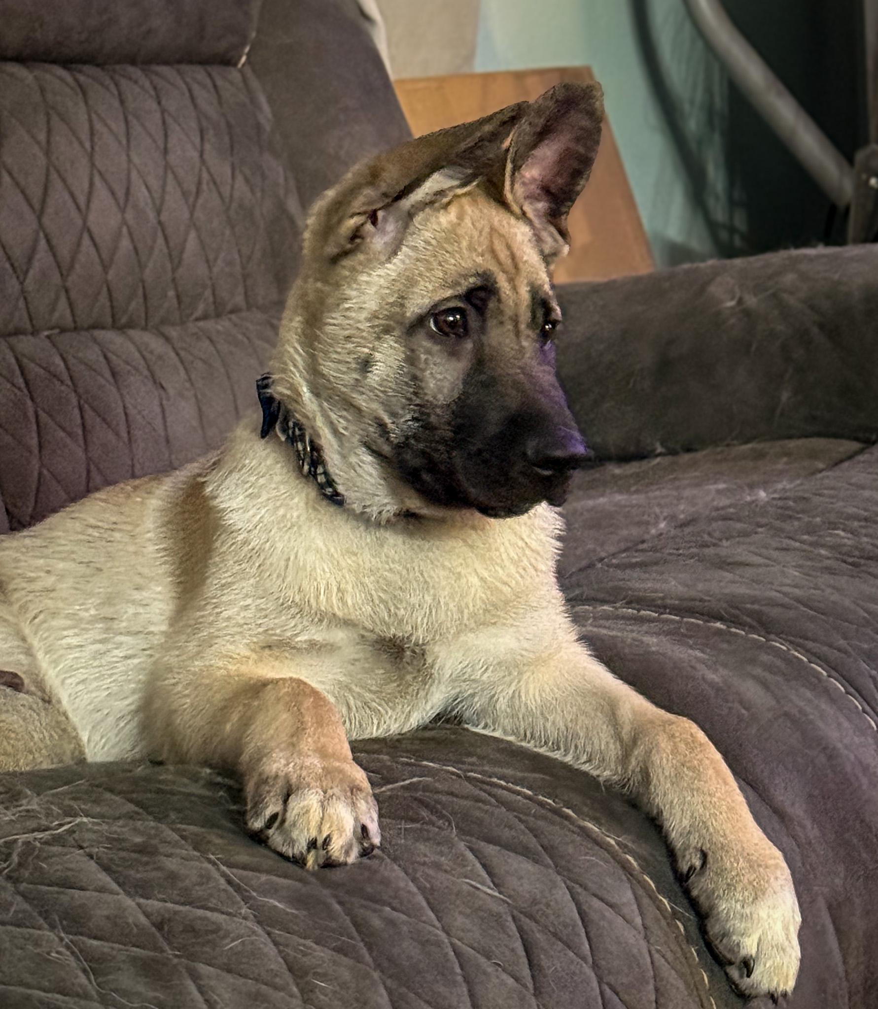 Enlarge Mo, a Adoptable mixed breed in Portland, OR image 6/6