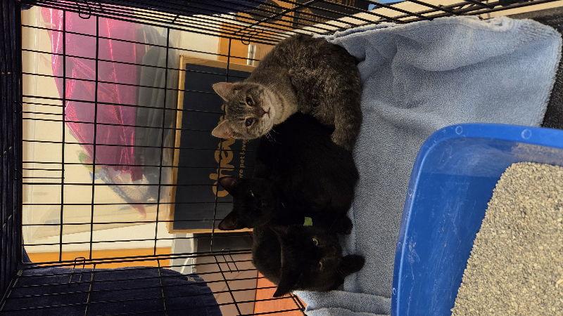 Enlarge Eucalyptus, a Adoptable Domestic Short Hair in Delran, NJ image 1/1