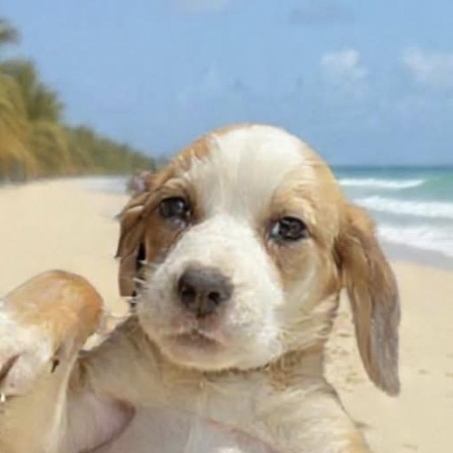 Enlarge Algiers, a Adoptable mixed breed in Baton Rouge, LA image 1/6