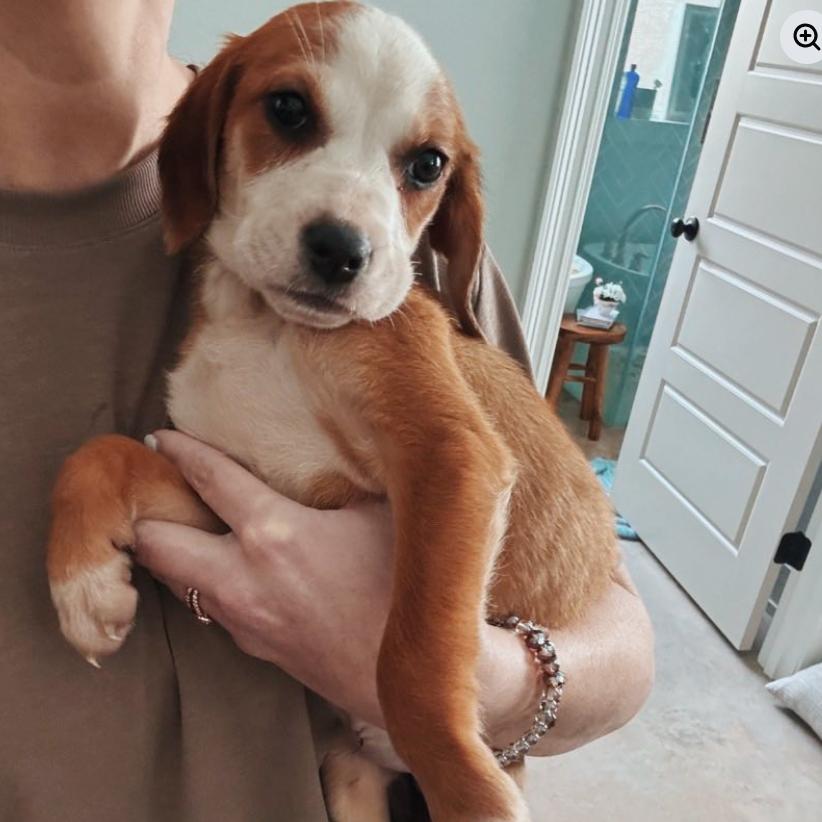 Enlarge Algiers, a Adoptable mixed breed in Baton Rouge, LA image 2/6