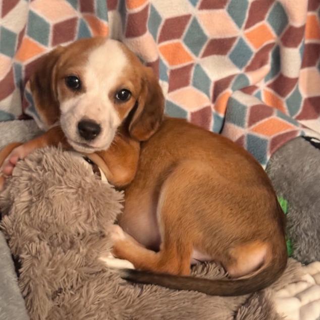 Enlarge Algiers, a Adoptable mixed breed in Baton Rouge, LA image 3/6