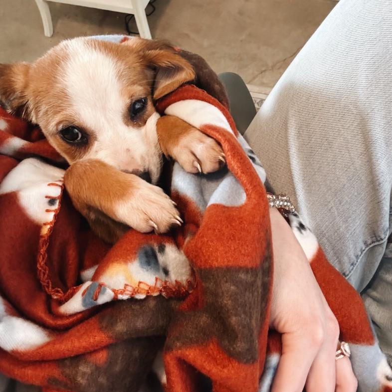 Enlarge Algiers, a Adoptable mixed breed in Baton Rouge, LA image 4/6