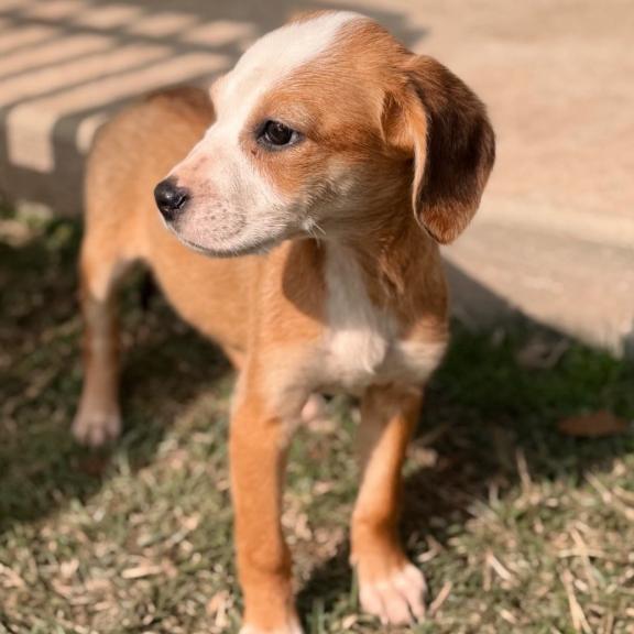 Enlarge Algiers, a Adoptable mixed breed in Baton Rouge, LA image 5/6