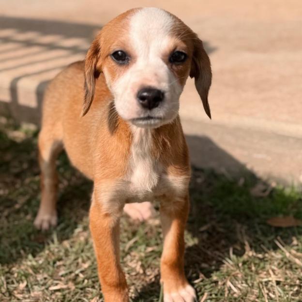 Enlarge Algiers, a Adoptable mixed breed in Baton Rouge, LA image 6/6
