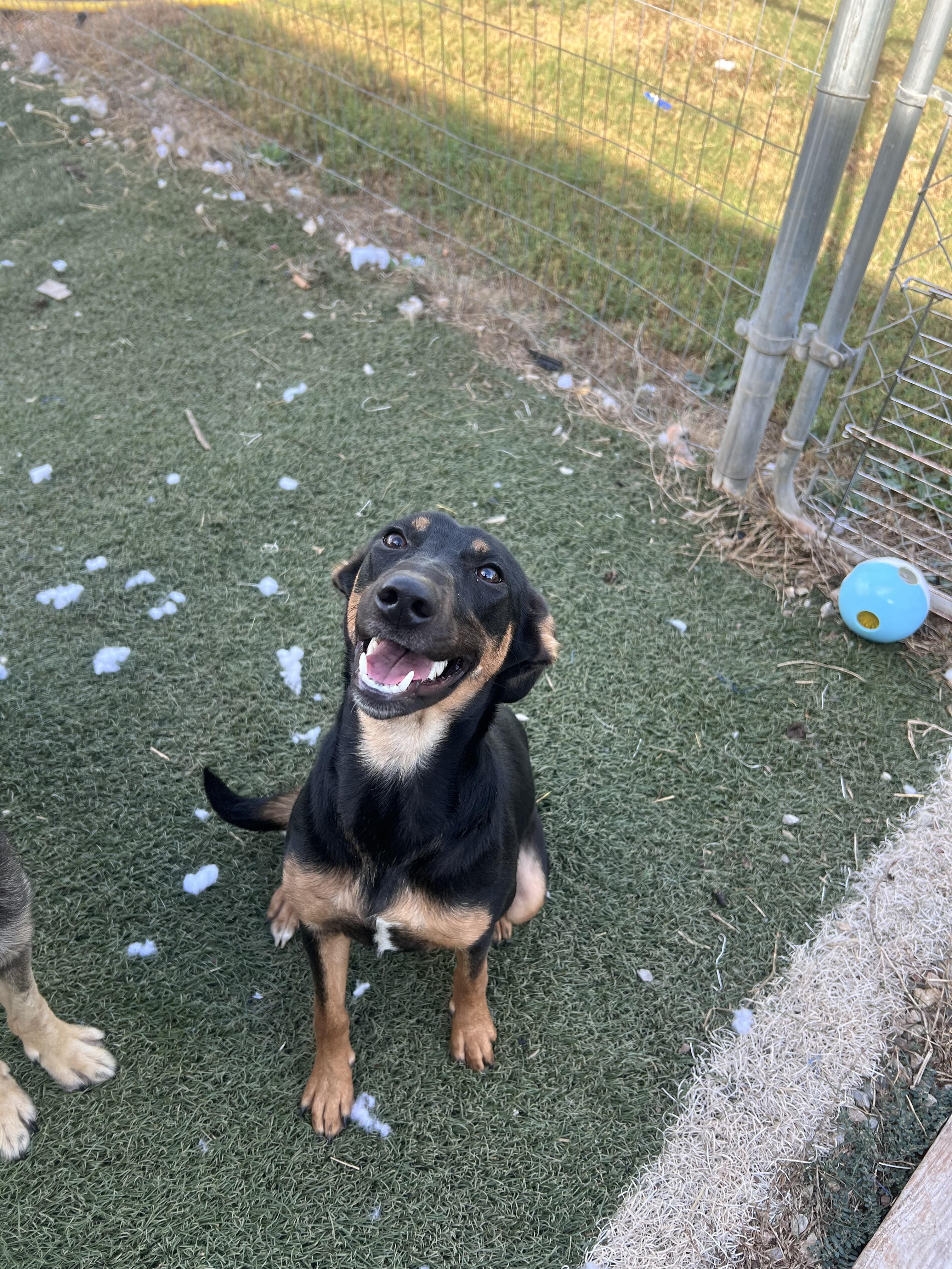 Enlarge Valka, a Adoptable mixed breed in Blanchard, OK image 1/2