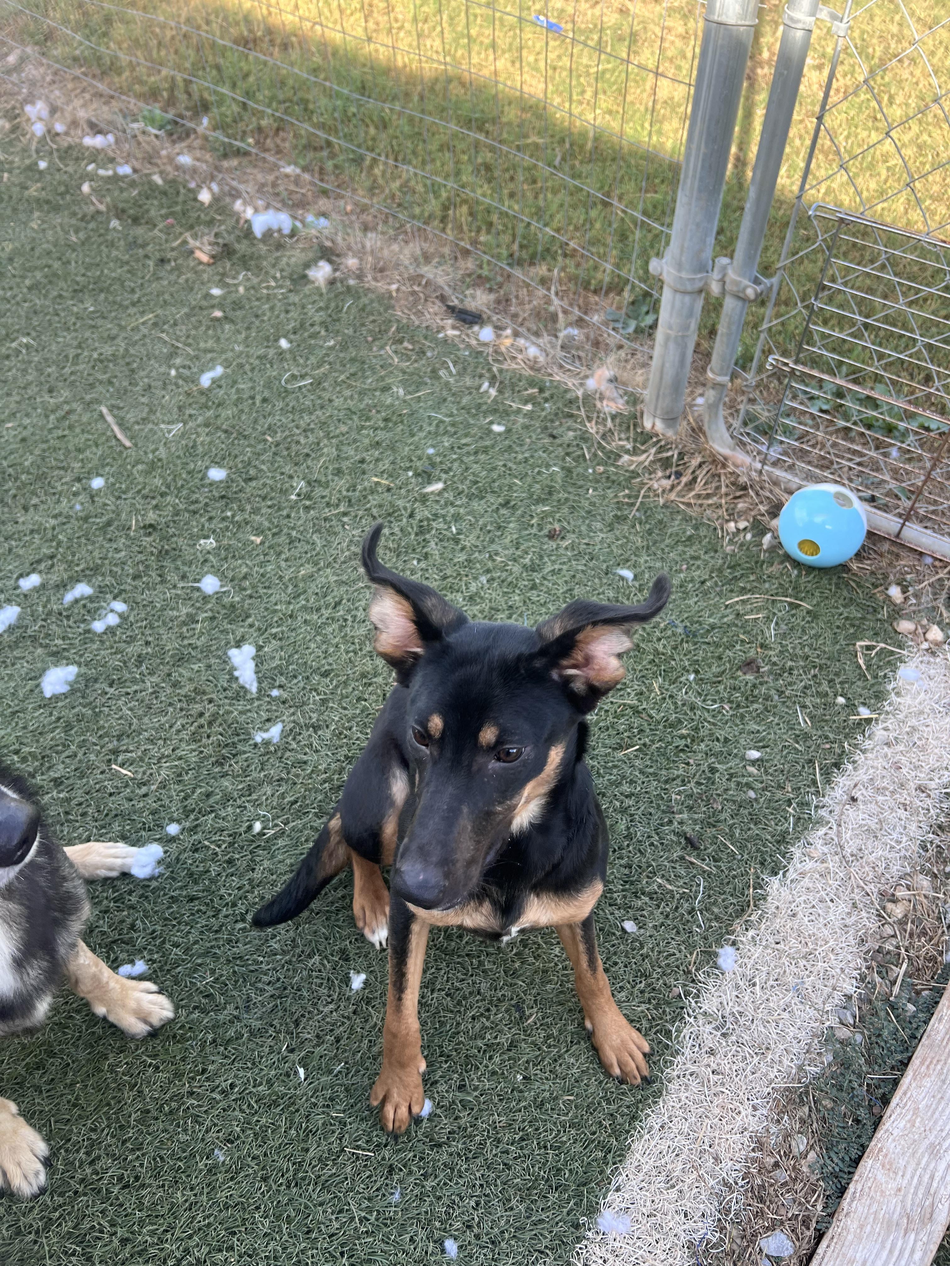 Enlarge Valka, a Adoptable mixed breed in Blanchard, OK image 2/2