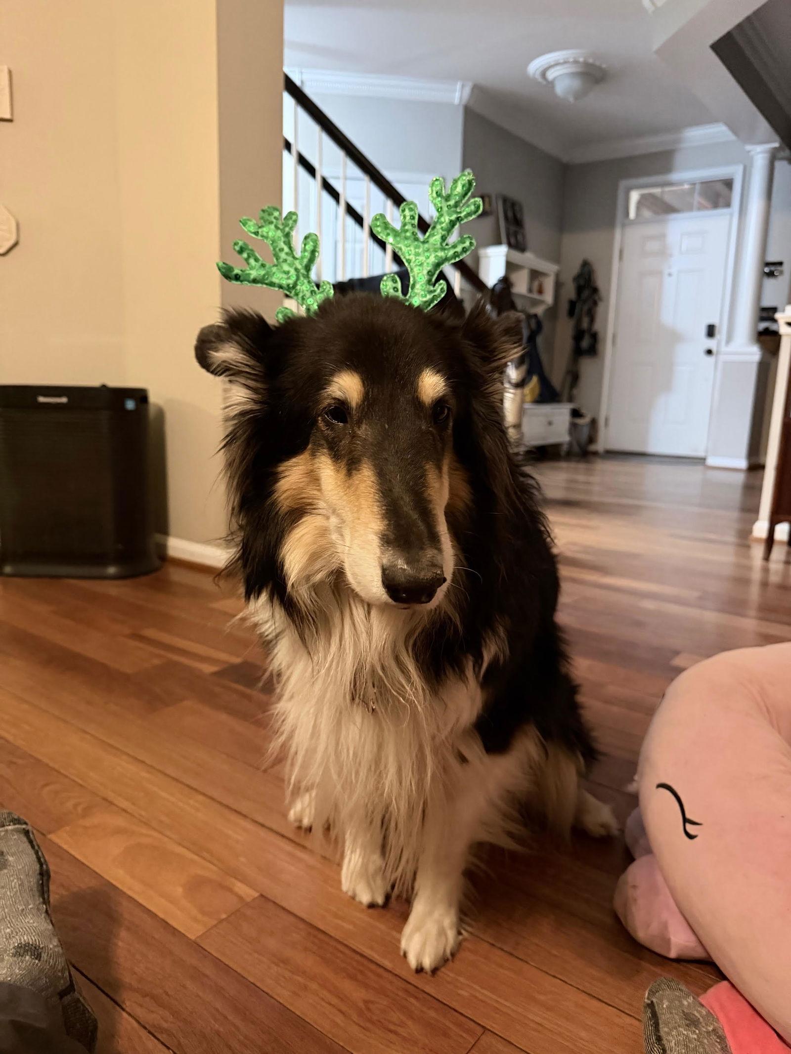 Enlarge Paisley, a Adopted Collie in Chantilly, VA image 1/1