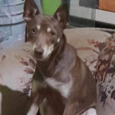 Dingo, Adult Male unknown