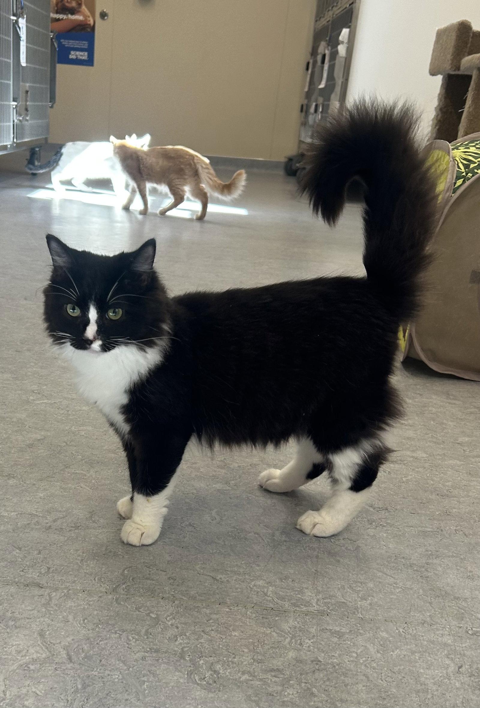 Enlarge Silas, a Adoptable Domestic Medium Hair in Arlington, VT image 2/3