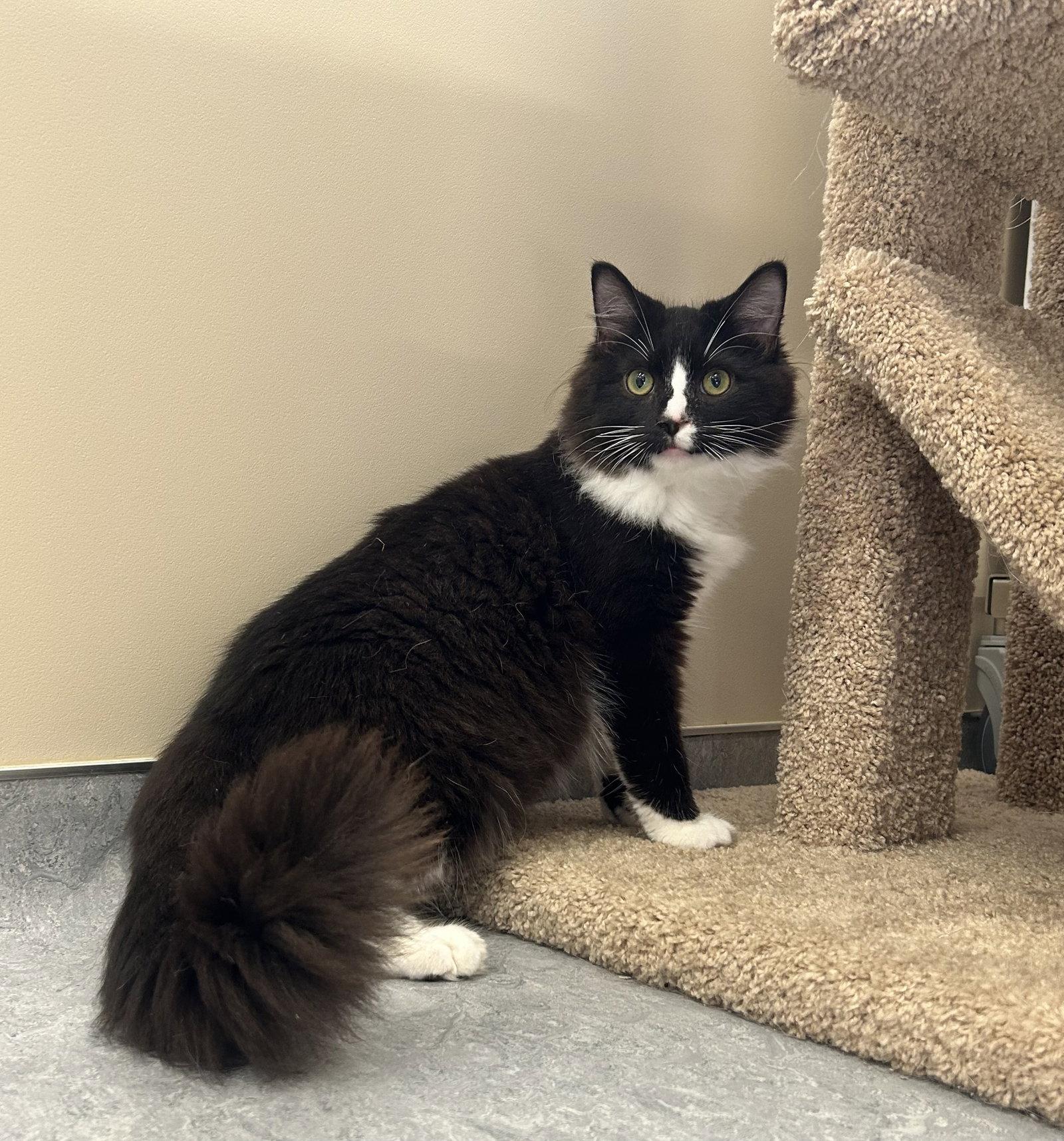 Enlarge Silas, a Adoptable Domestic Medium Hair in Arlington, VT image 3/3