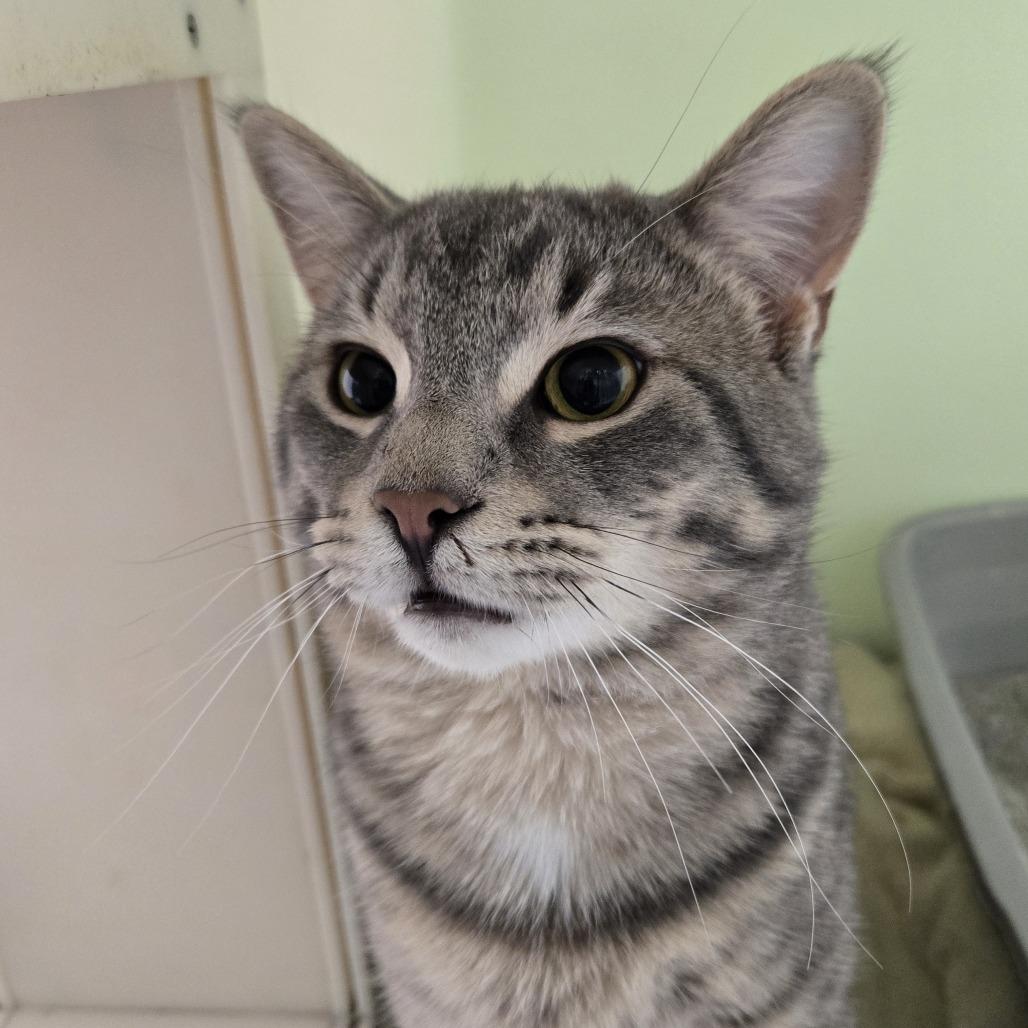 Enlarge Tom, a Adoptable Domestic Short Hair in Tawas City, MI image 1/1