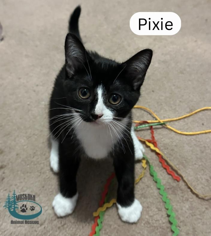 Pixie!, adopted, Young Female Domestic Short Hair.