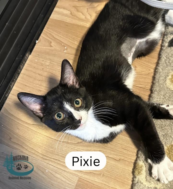 Enlarge Pixie!, an adopted Domestic Short Hair in Huntsville, ON image 2/2