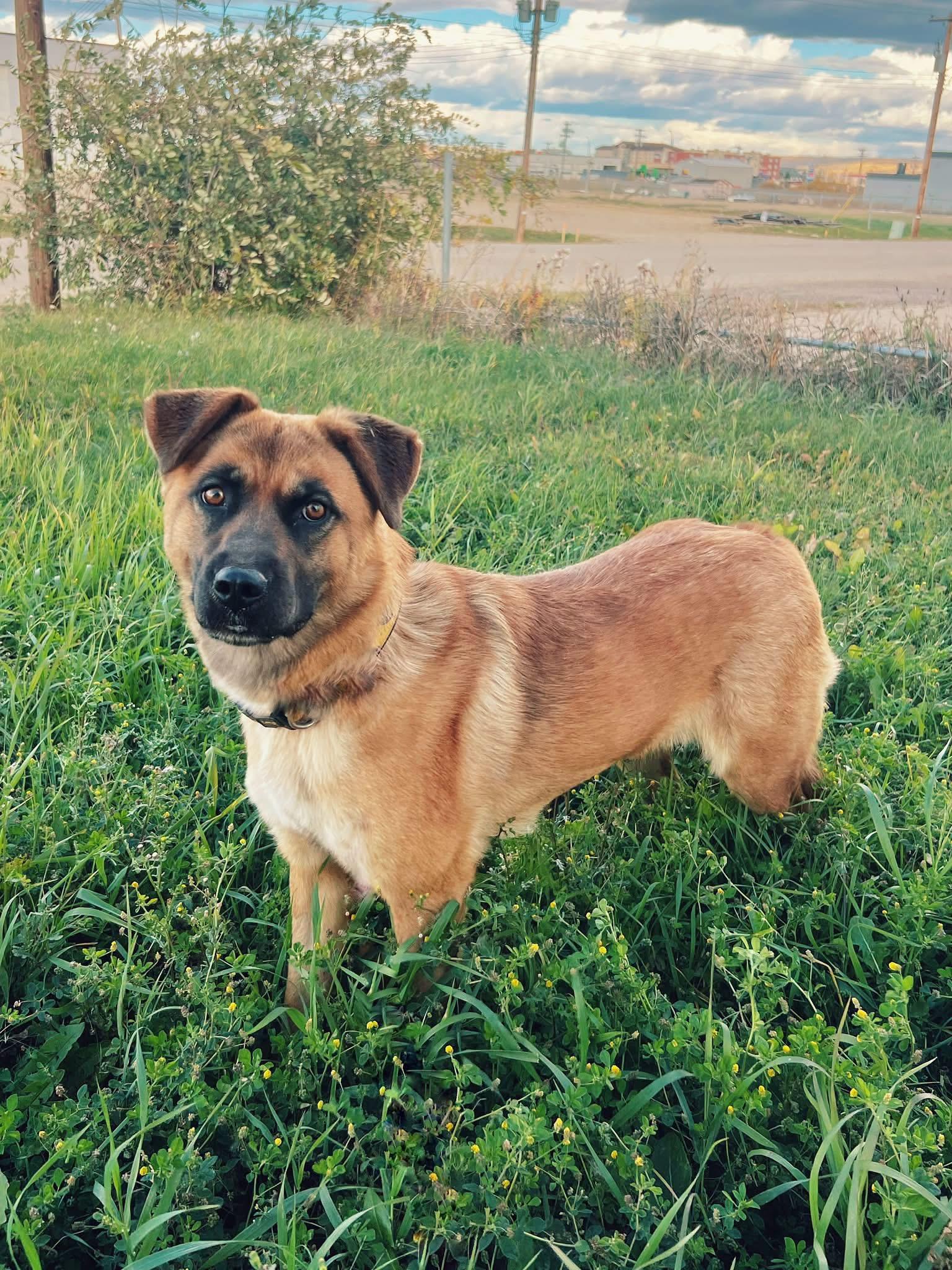 Cora, Adoptable, Adult Female Shepherd.