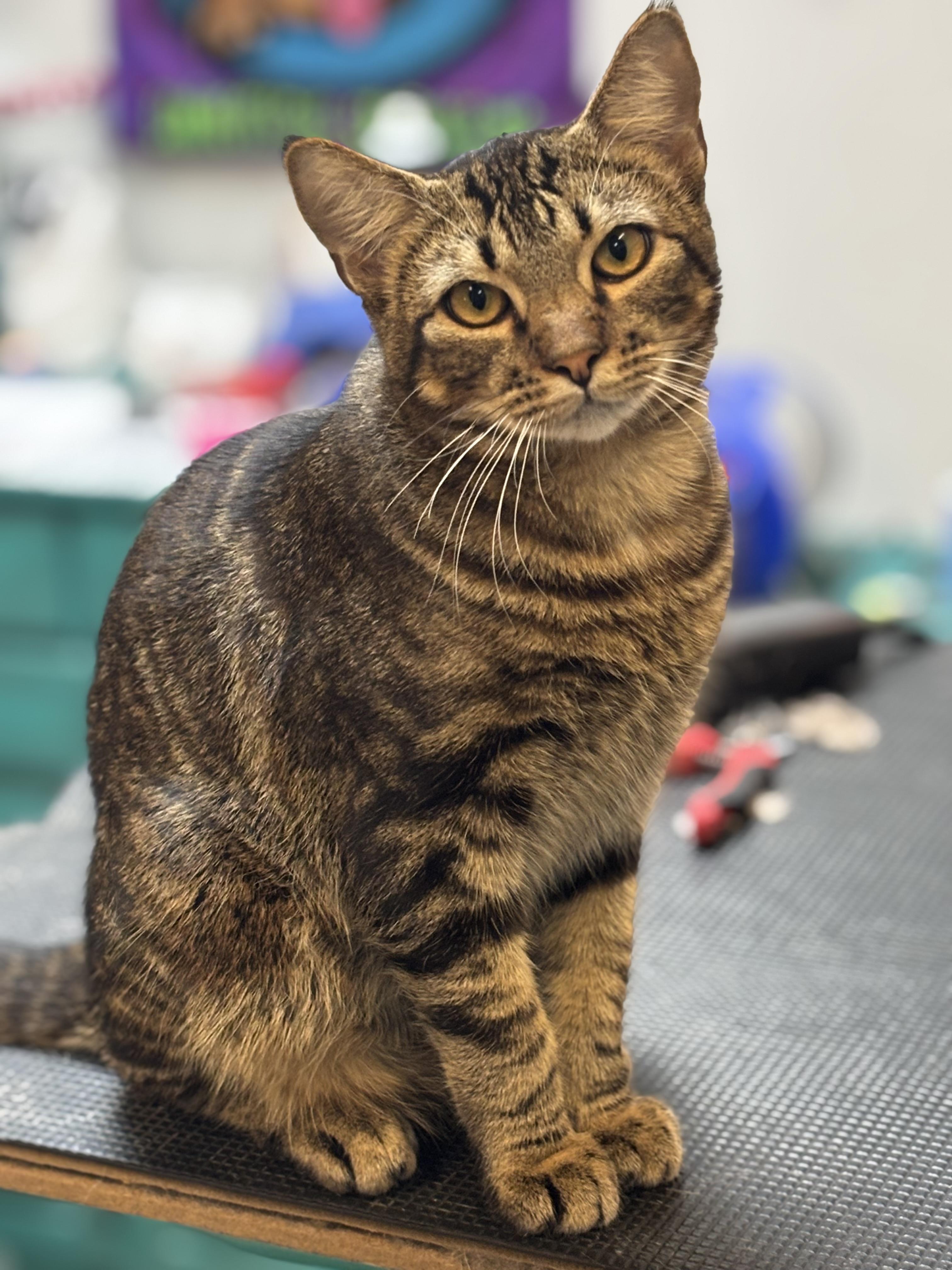 Stark , Adoptable, Adult Male Domestic Short Hair.