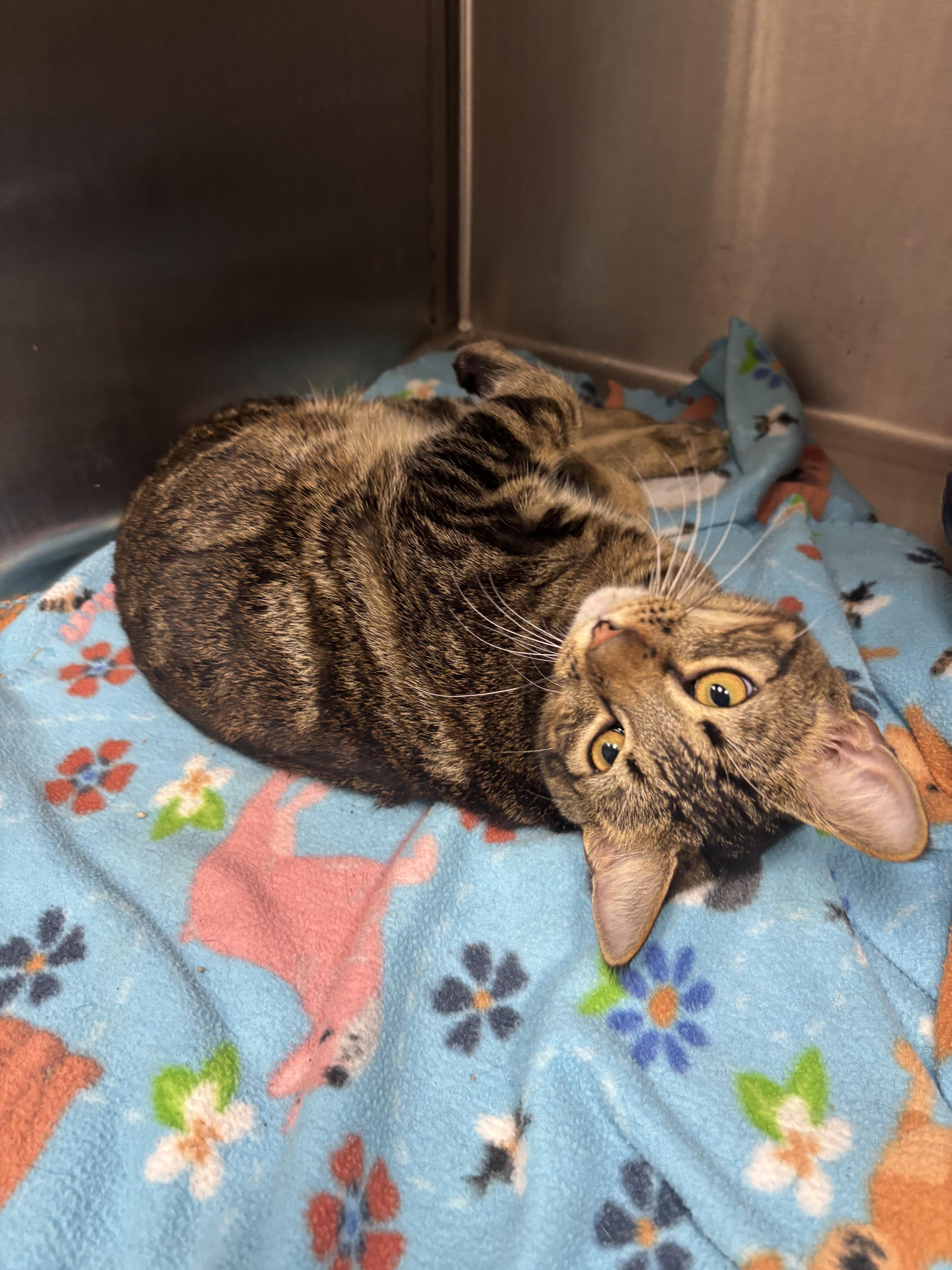 Enlarge Stark , a Adoptable Domestic Short Hair in Carthage, MS image 2/2