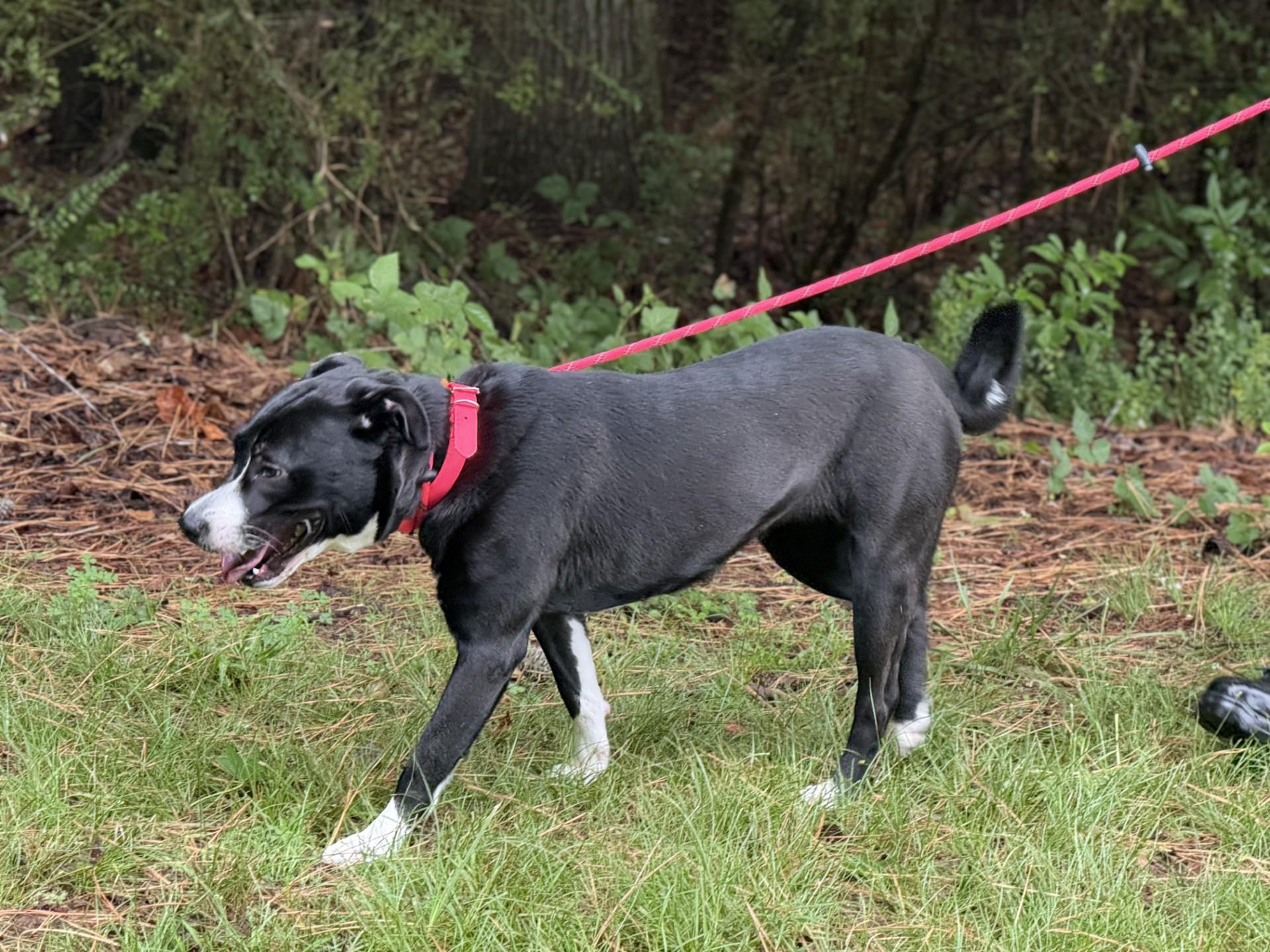 Hakimi, a ADOPTABLE mixed breed in Ashland, VA image 2/2