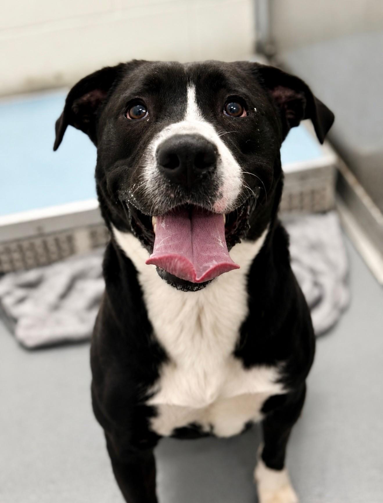 Hakimi, ADOPTABLE, Young Female Great Pyrenees & Border Collie.