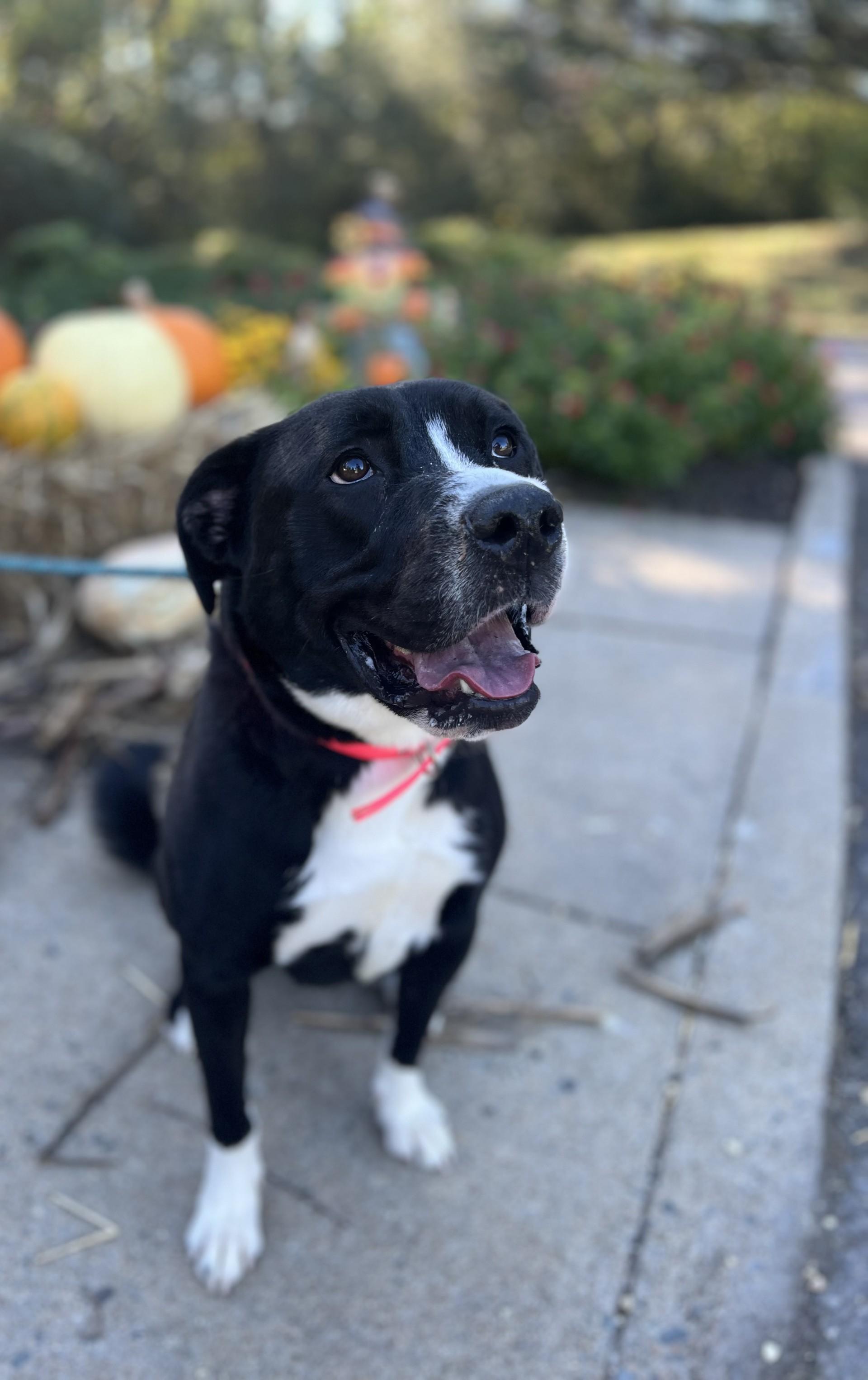 Hakimi, Adoptable, Young Female Great Pyrenees & Border Collie.