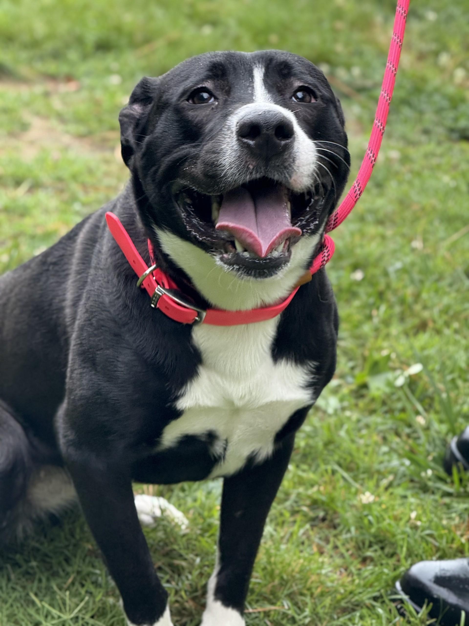 Hakimi, a ADOPTABLE mixed breed in Ashland, VA image 1/2