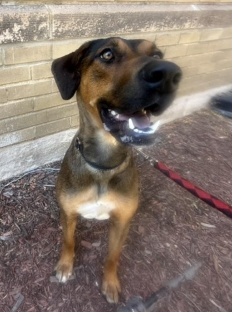 Freya, Adoptable, Adult Female Hound.