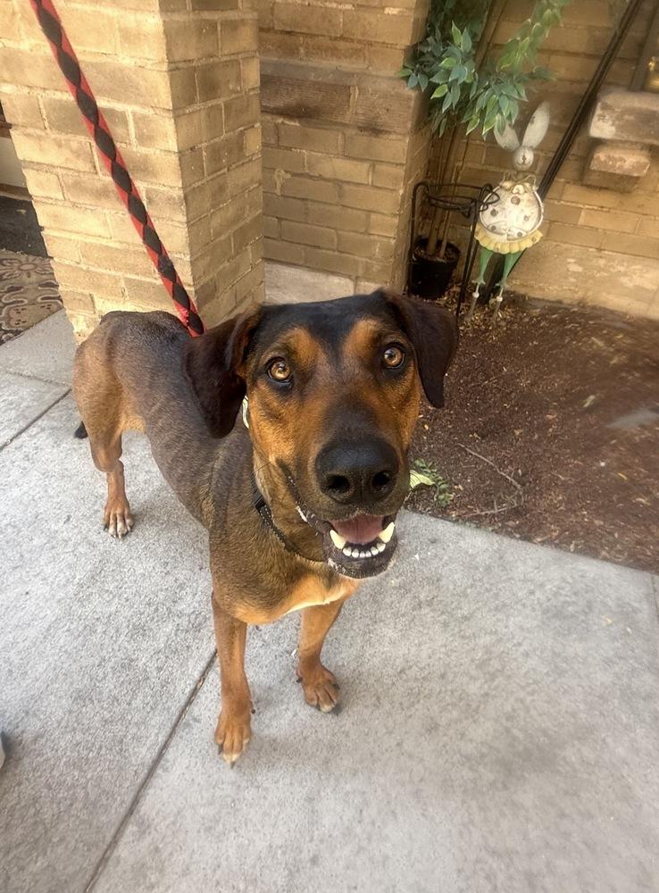 Freya, a Adoptable mixed breed in Denver, CO image 2/5