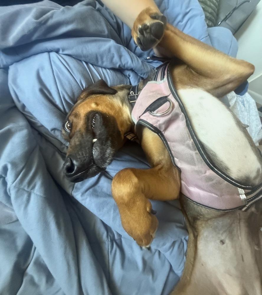Freya, a Adoptable mixed breed in Denver, CO image 3/5
